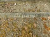 image of grave number 683899